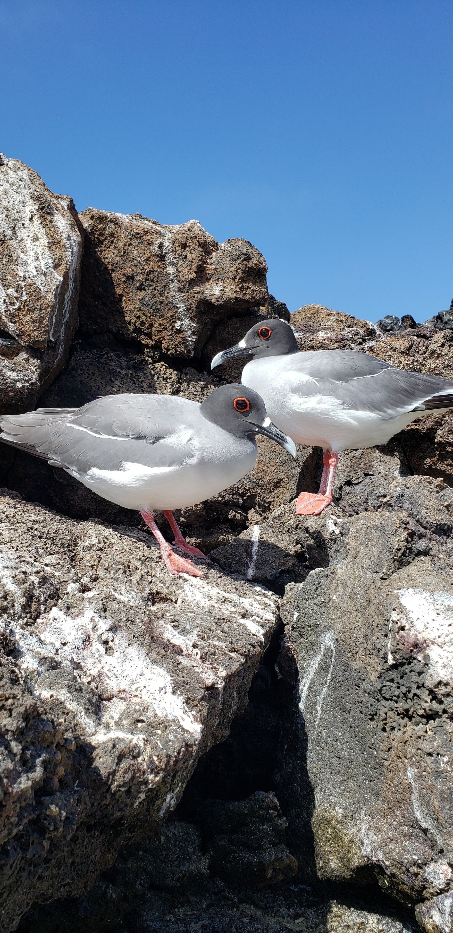 Two birds on rocky terrain.