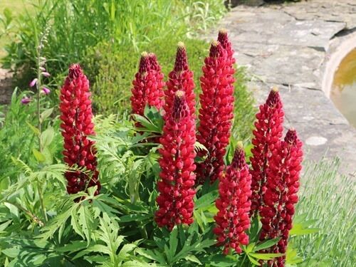 A garden with red flowers and green foliage.