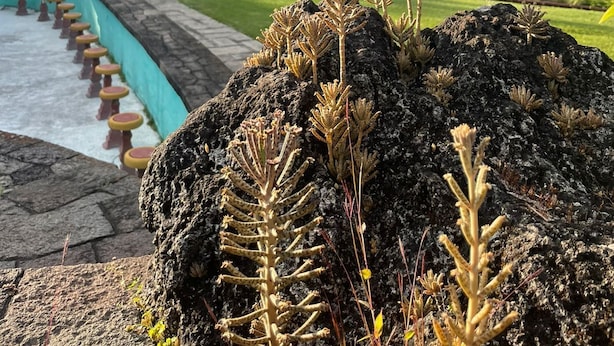 Una piscina con scalini che vi conducono all'interno, circondata da vegetazione e con una montagna sullo sfondo.