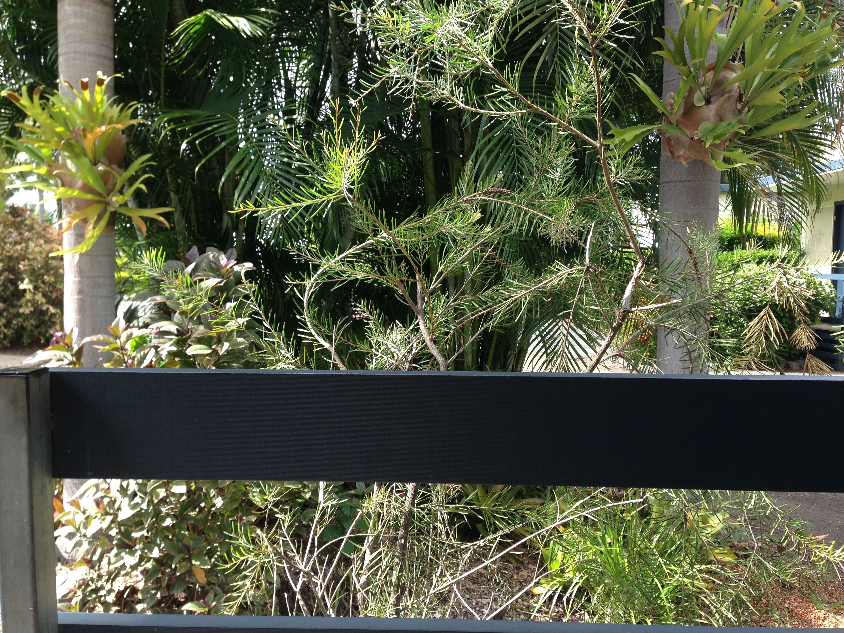 Un jardín exuberante con diversas plantas y árboles, entre ellos palmeras y una variedad de arbustos.
