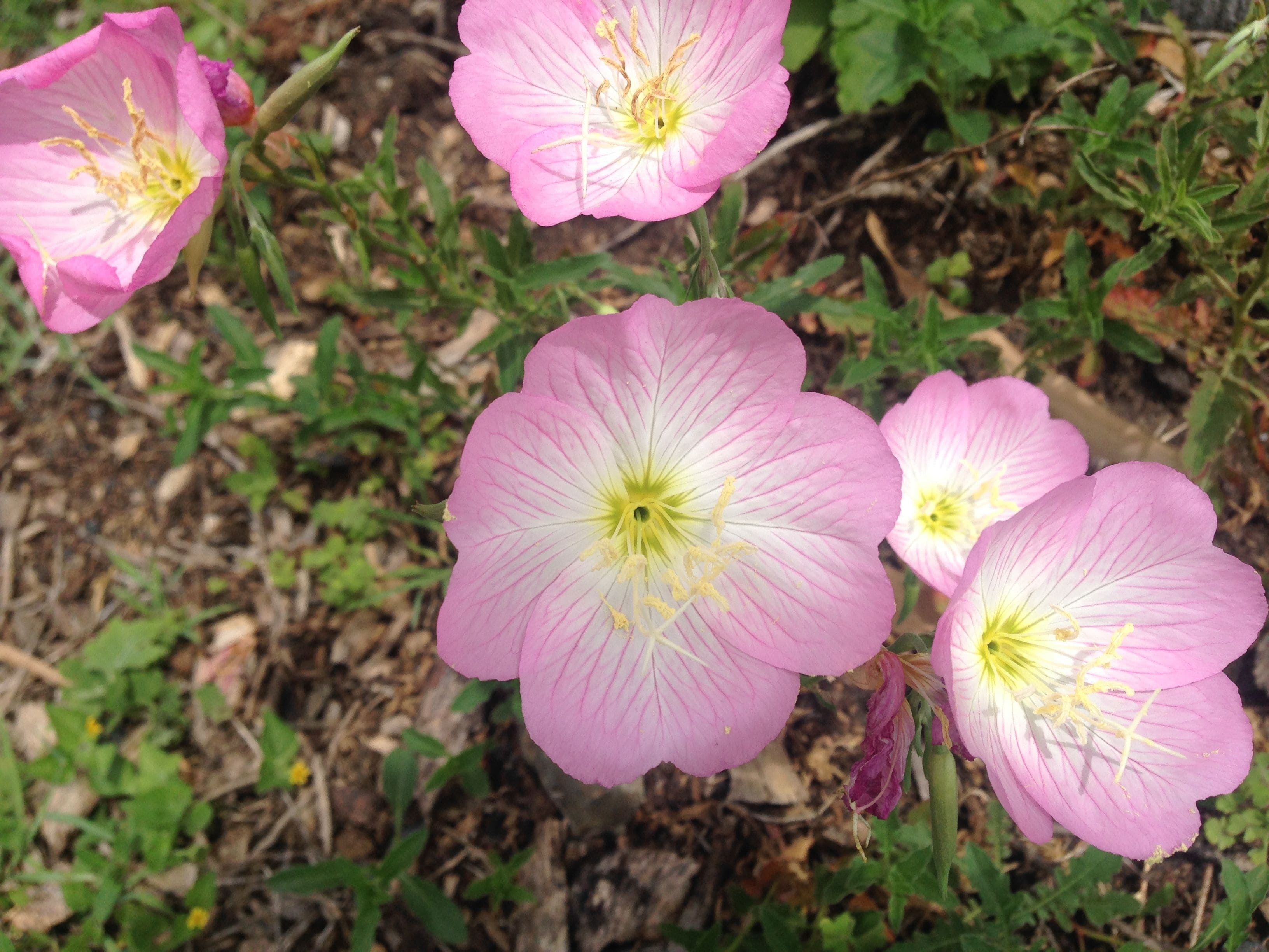 Un gros plan de fleurs roses aux centres jaunes, entourées de feuillage vert.