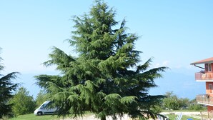 Een grote altijdgroene boom voor een gebouw met een balkon.