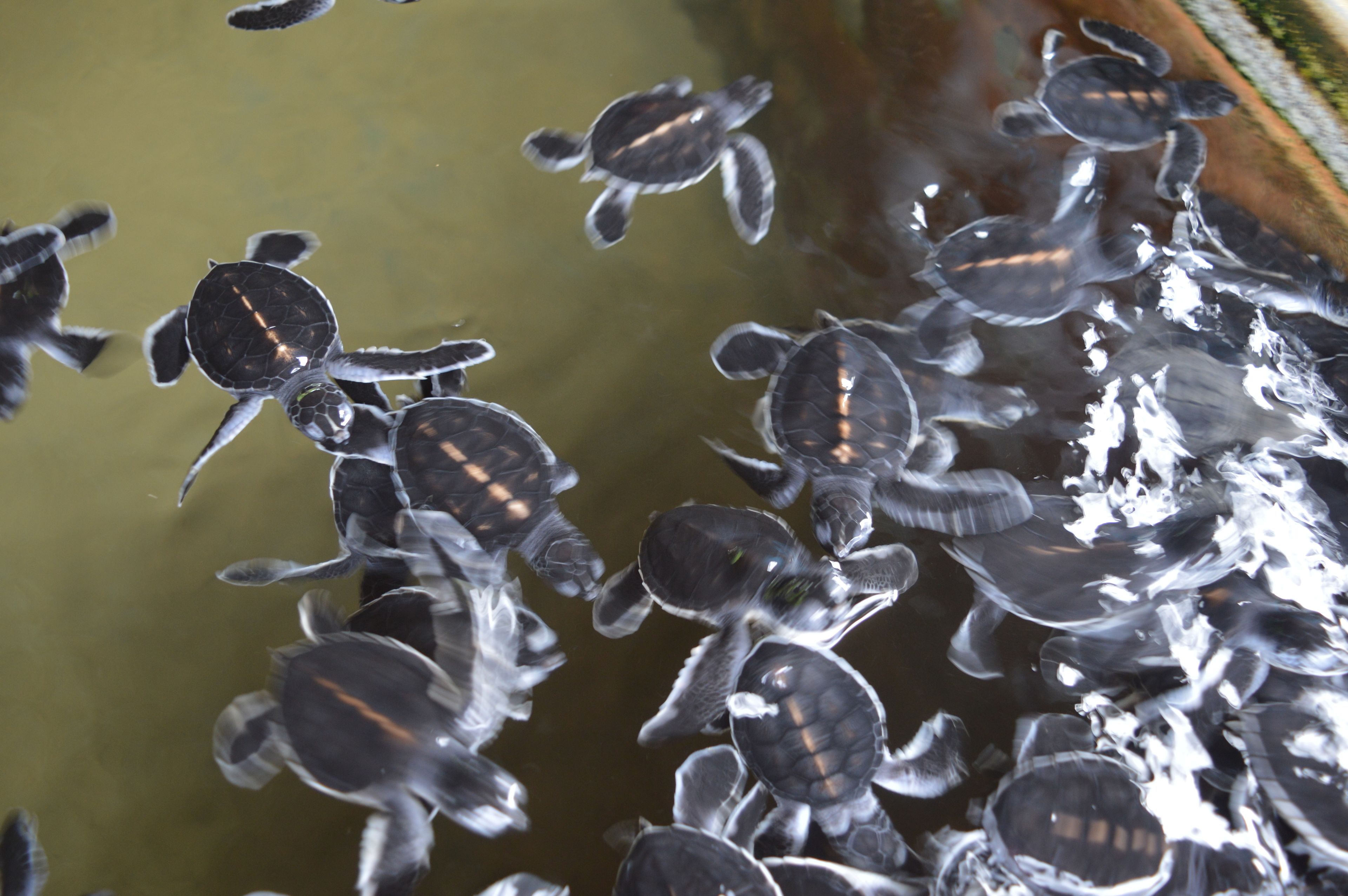 A group of turtles swimming in a pond.