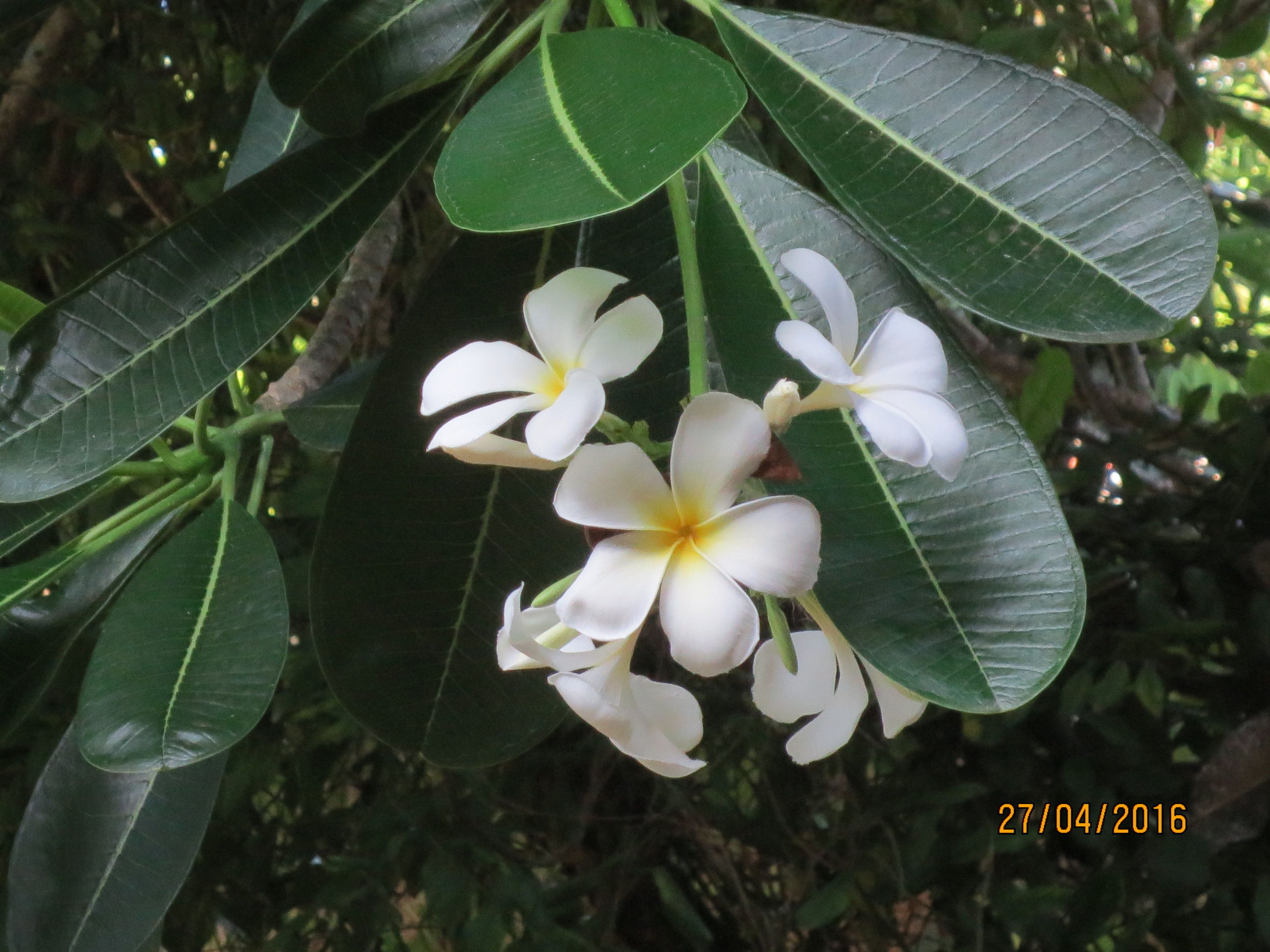 Un groupe de fleurs blanches à cœur jaune, entourées de feuilles vert foncé.