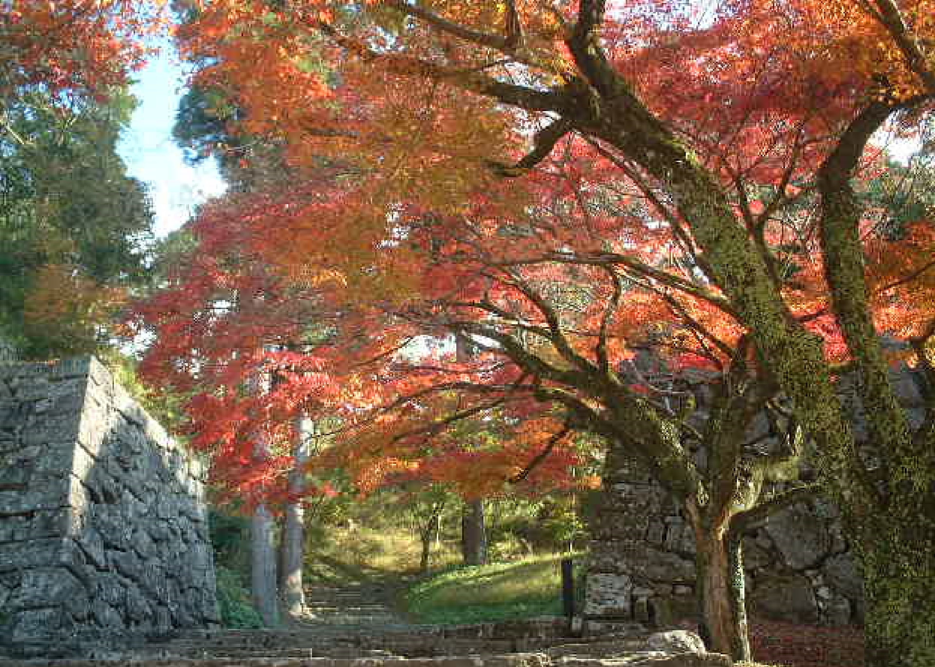 Un camí de pedra que serpenteja per un parc ple d'arbres de tardor.