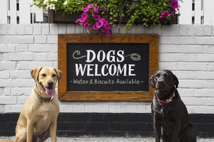 Due cani seduti di fronte a un cartello con la scritta 'Dogs Welcome - Water & Biscuits Available'.