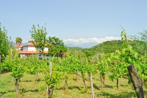 Garden - Benvenuti Nel Sud (Sessa Cilento)