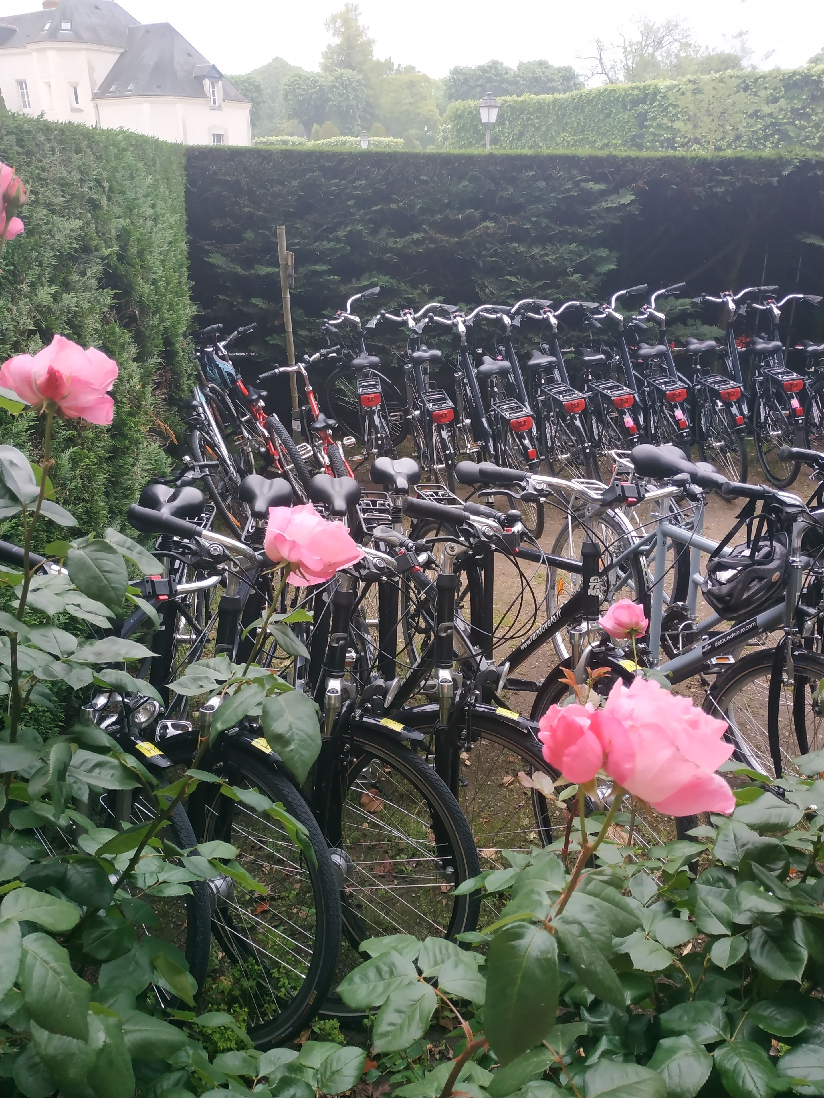 A row of bicycles parked outdoors with a hedge and a building in the background.
