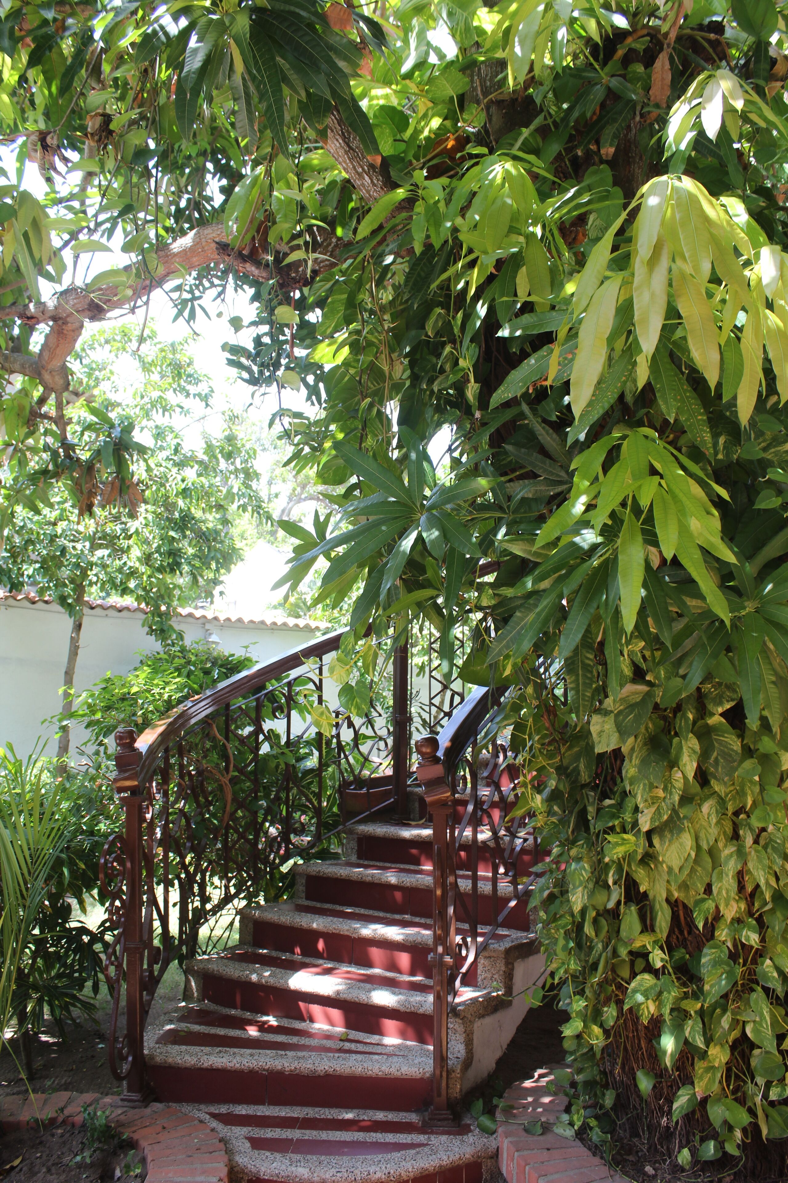 A staircase surrounded by lush greenery, leading to an upper level.