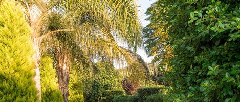 A paved pathway in a garden with various plants and trees.