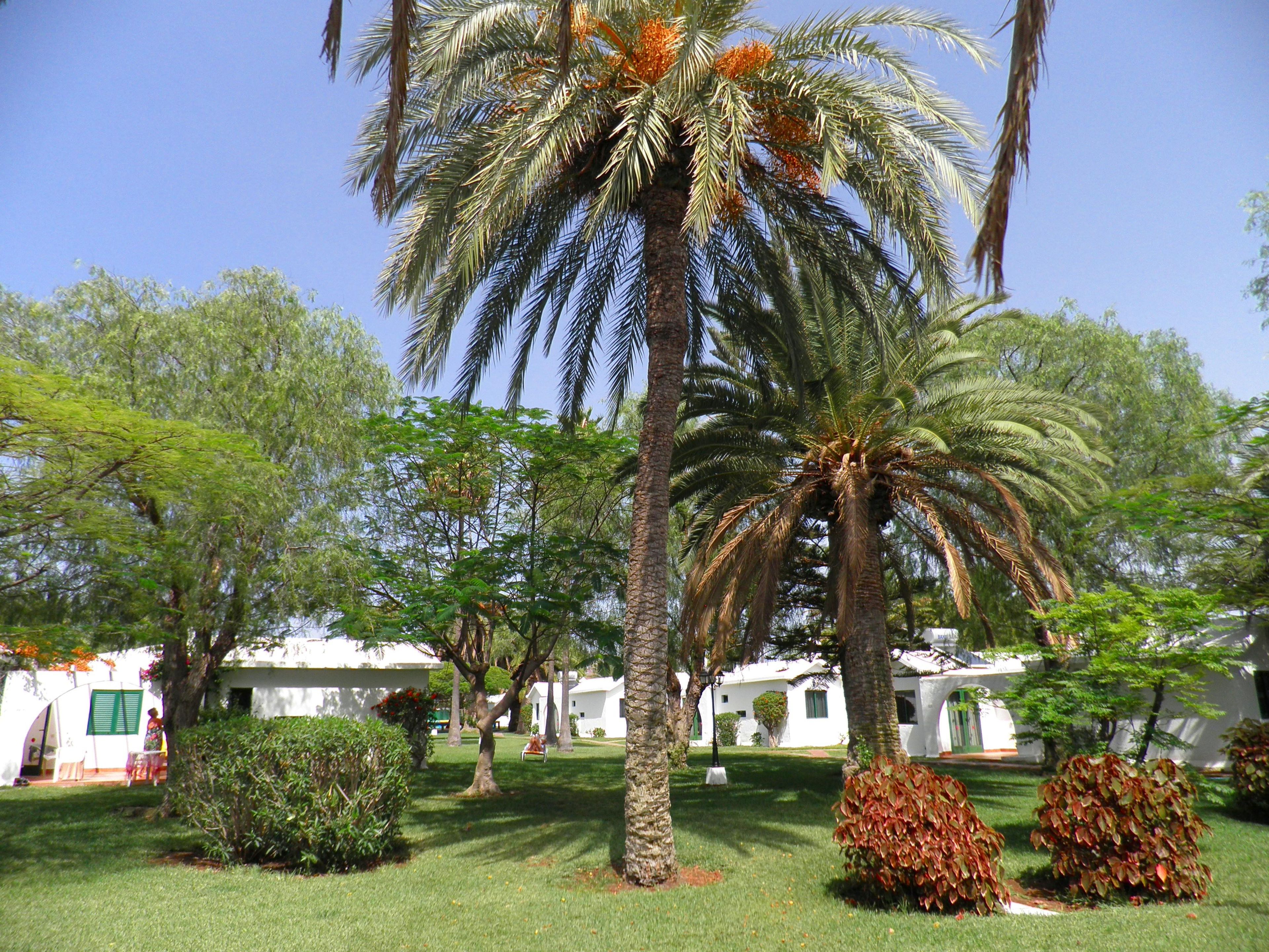 A well-maintained garden with palm trees, a lawn, and white buildings with green shutters.