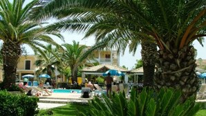 Zona de piscina con palmeras y sillas de descanso.