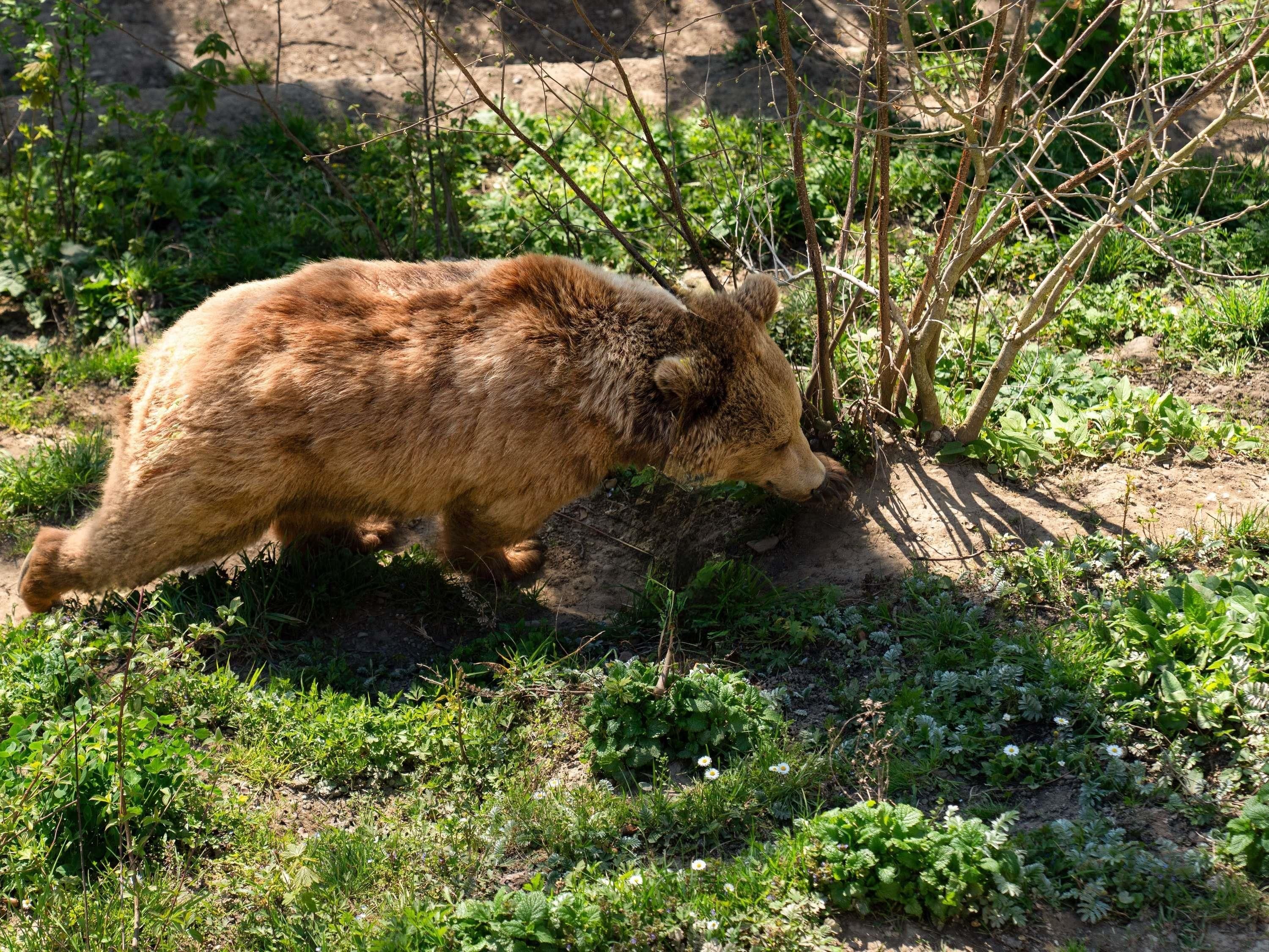En bjørn i et naturligt landskab med grøn vegetation og træer.