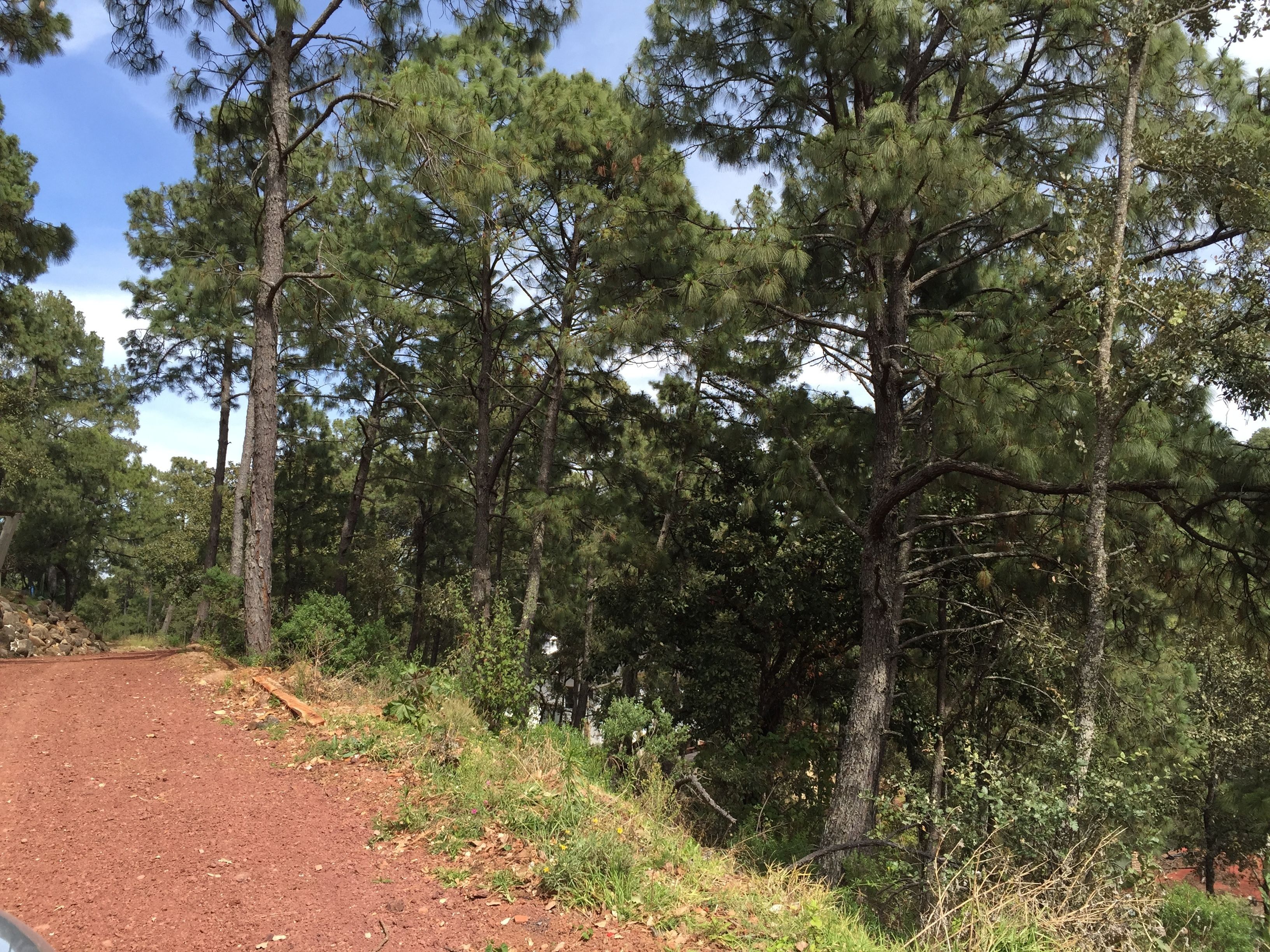 A dirt path surrounded by tall pine trees.