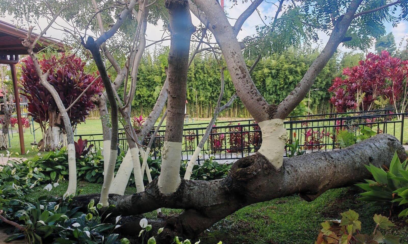 Photo - Hotel Cibeles Resort