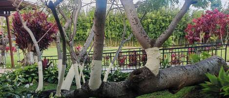 A garden with a large tree trunk, surrounded by various plants and a metal fence.
