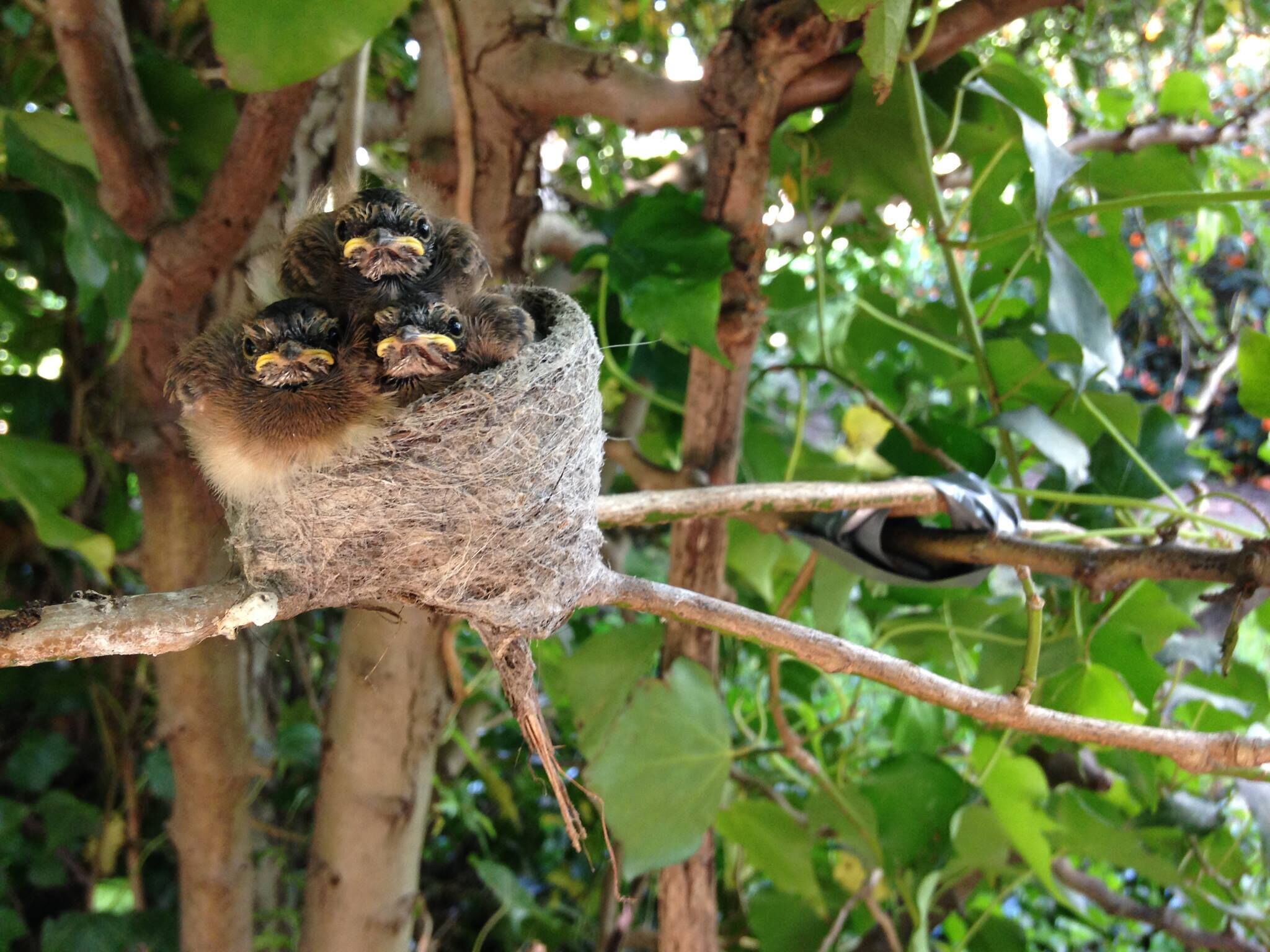 A bird's nest with two chicks on a tree branch.