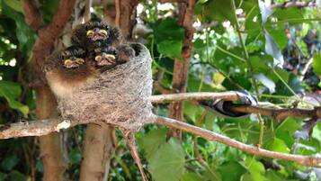 A bird's nest with two chicks on a tree branch.
