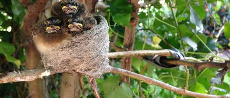 A bird's nest with two chicks on a tree branch.