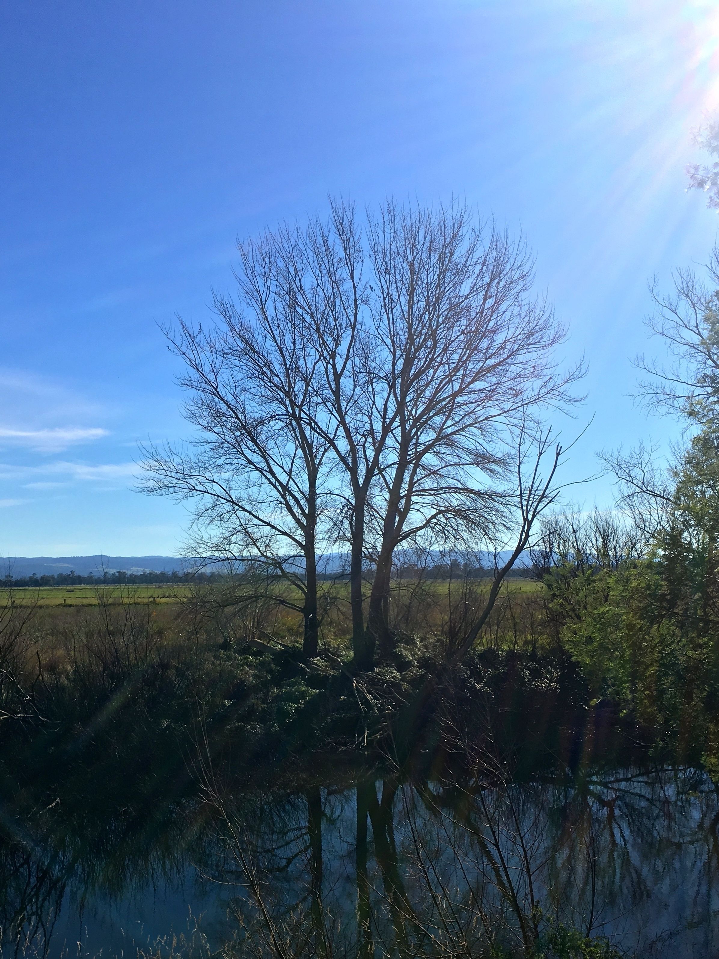 A landscape with a clear sky, a body of water, and trees.