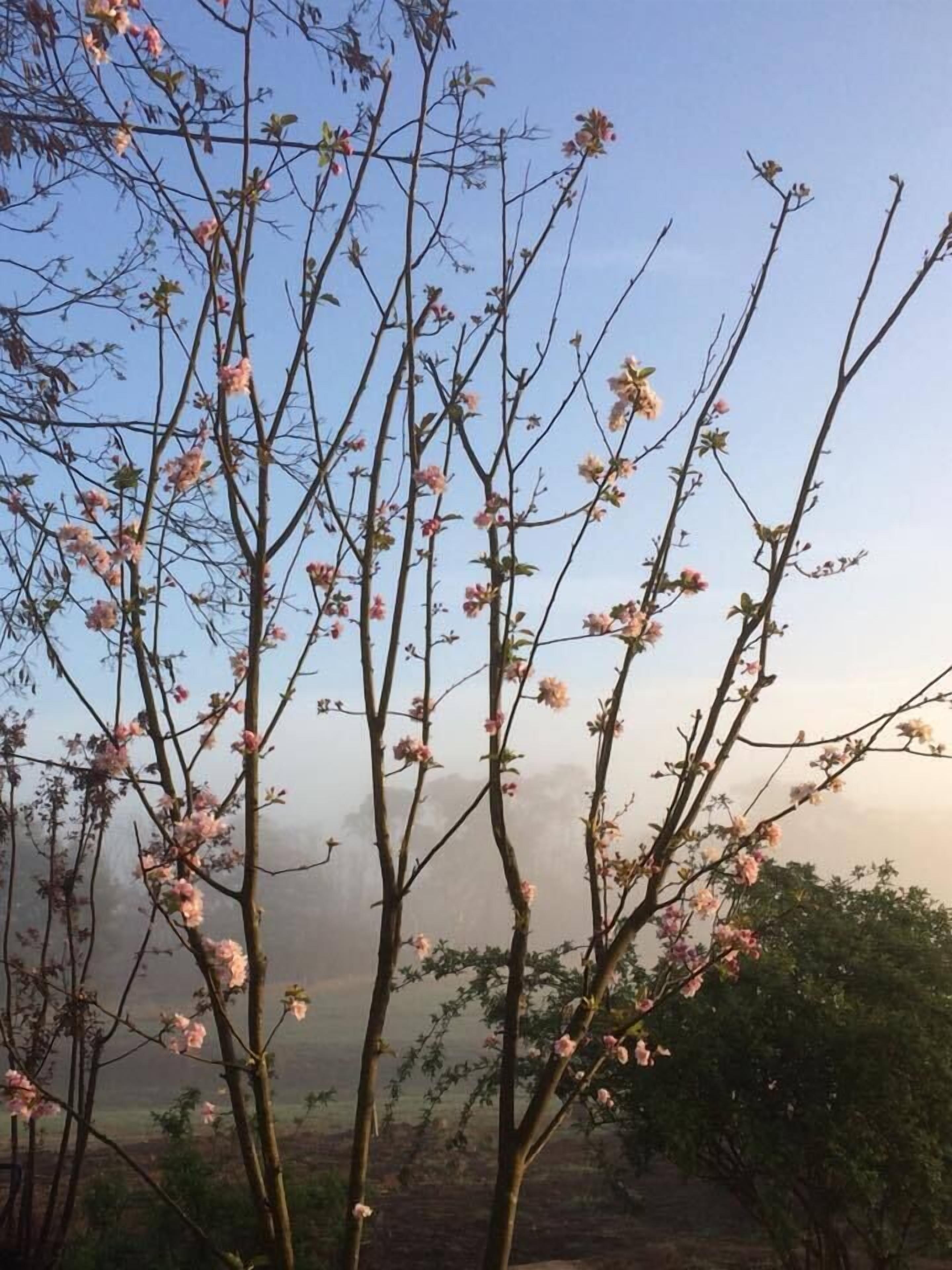 園景