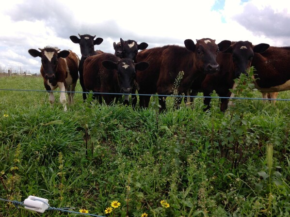 A group of cows standing behind a wire fence in a grassy field with some yellow flowers.