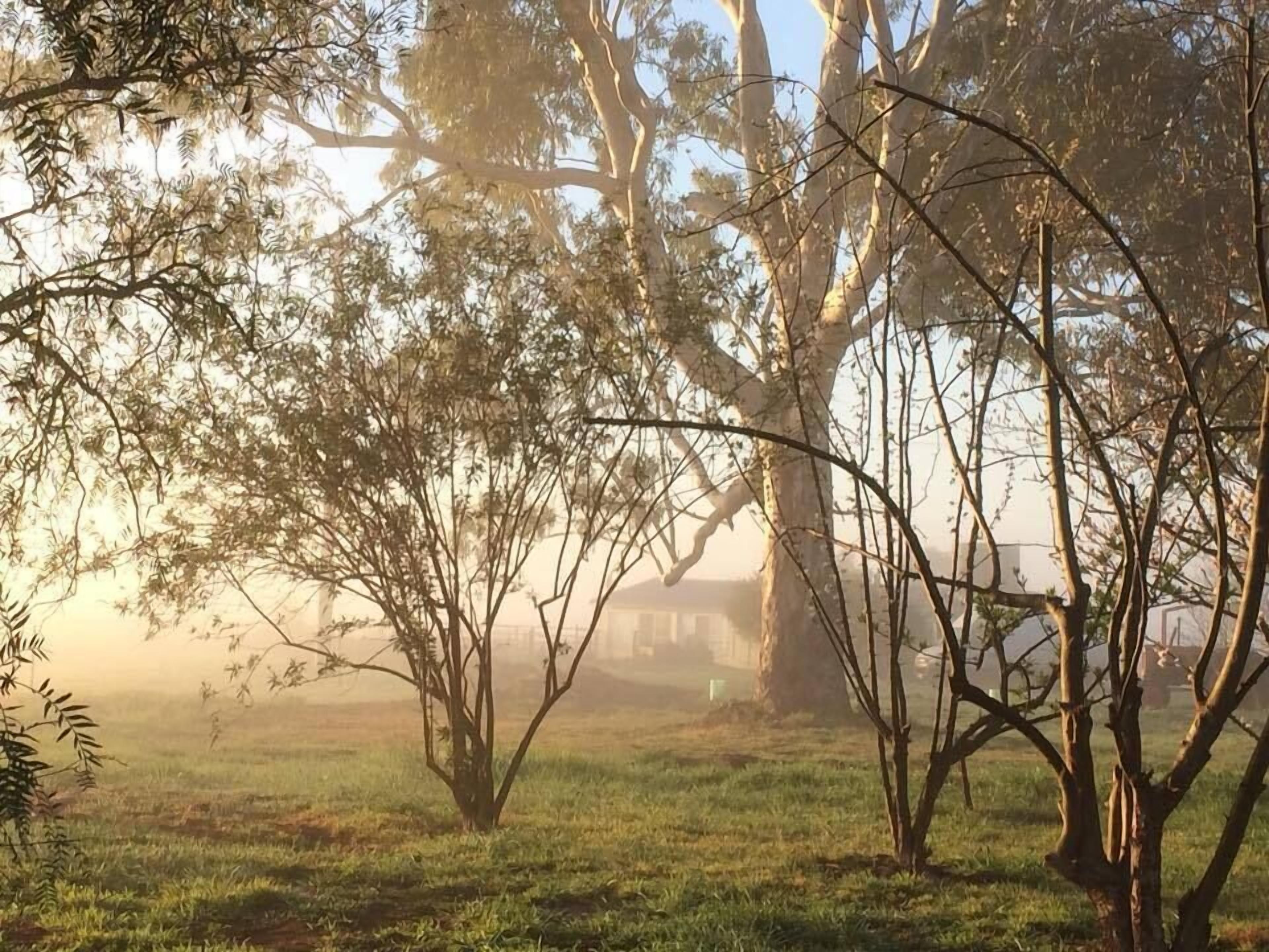 Escena tranquila al aire libre con árboles y un edificio al fondo.