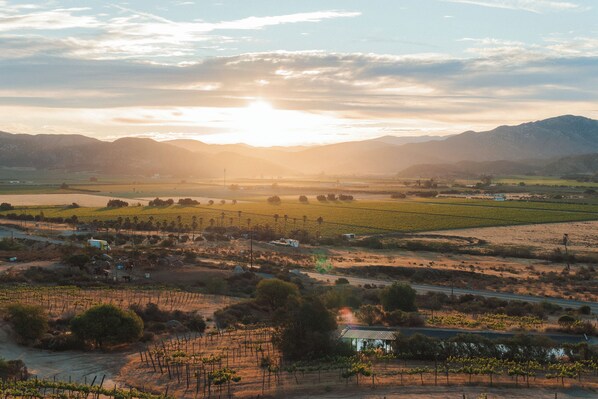 A vineyard landscape with a small building, possibly a farmhouse, surrounded by fields and mountains in the background.