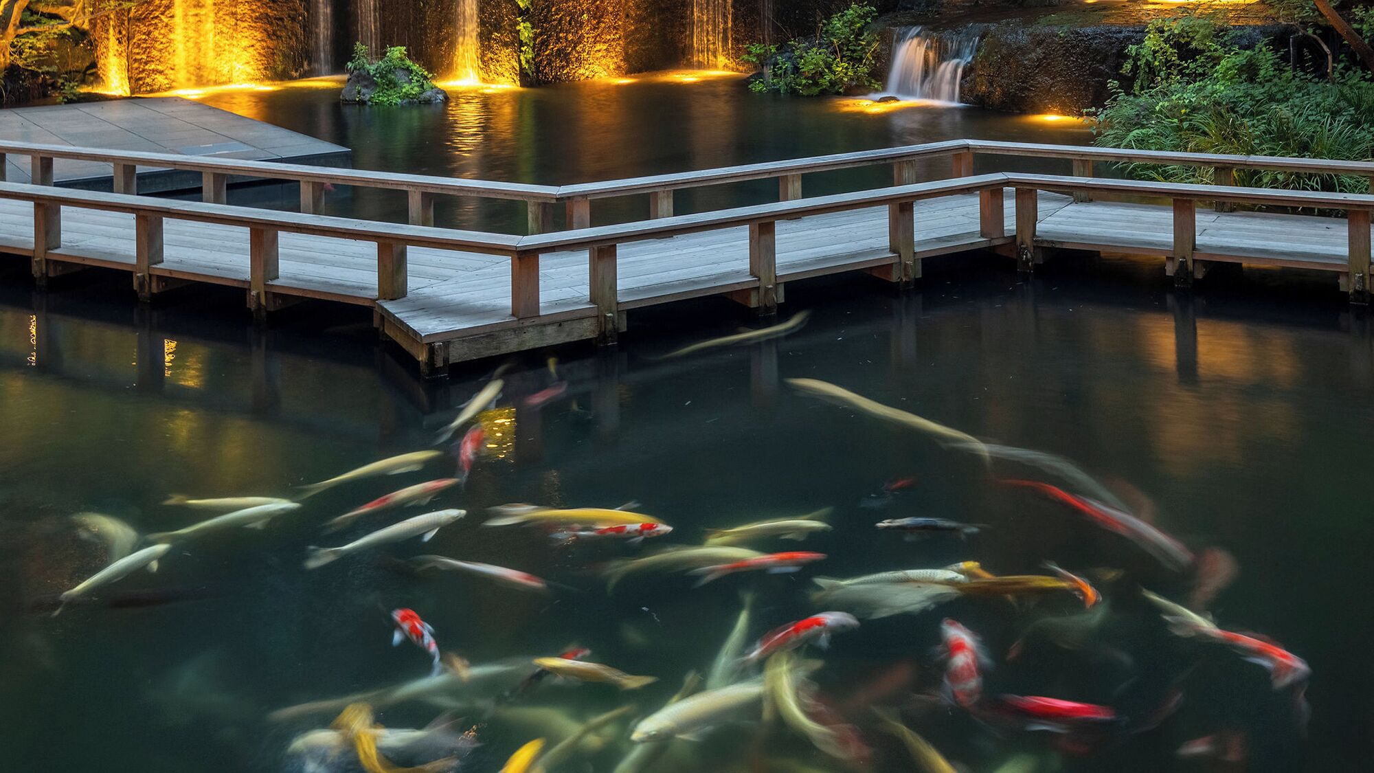 A koi pond with a wooden bridge, surrounded by lush greenery and illuminated by soft lighting.
