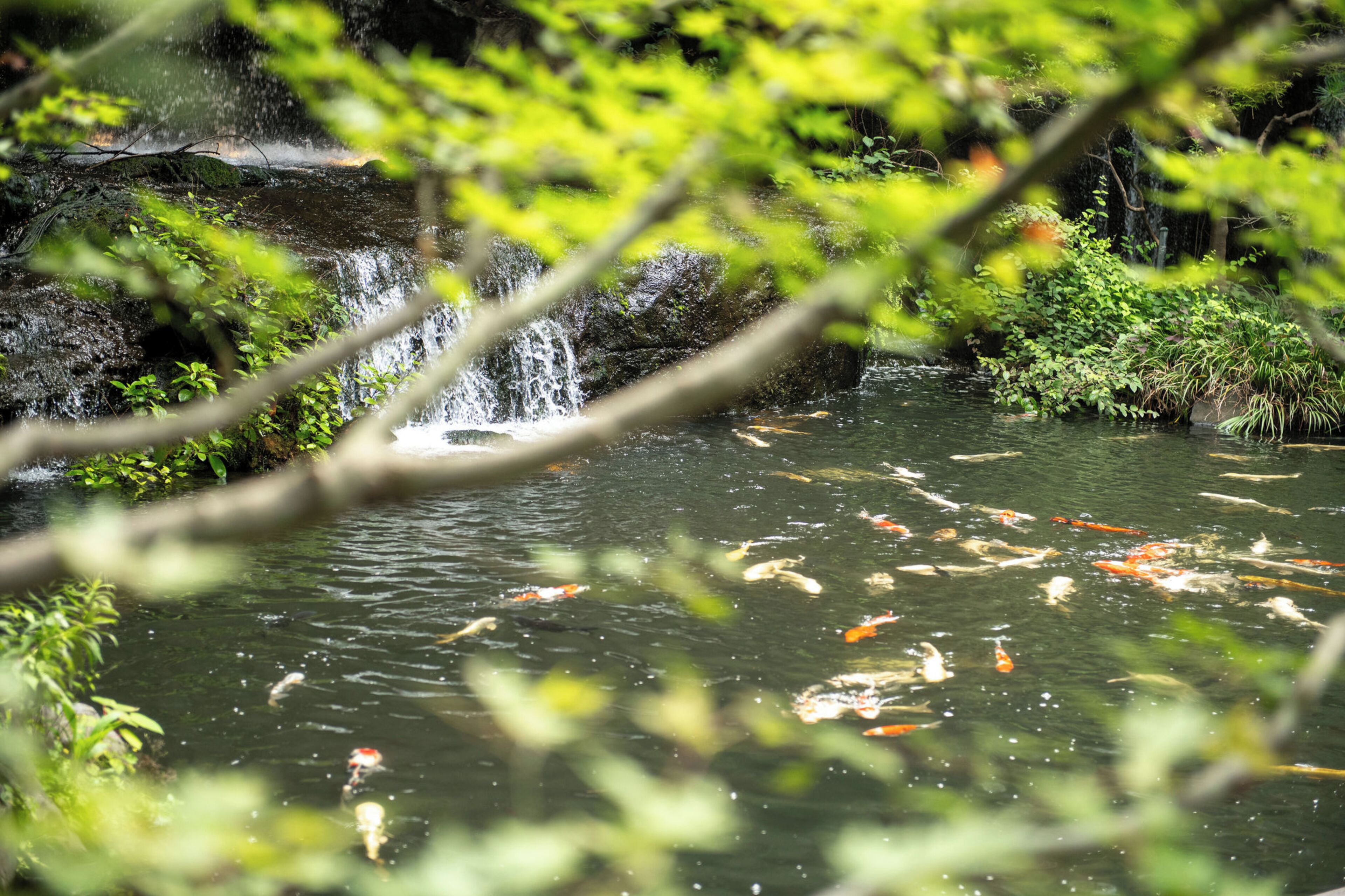 Un estanque con peces koi y una cascada.