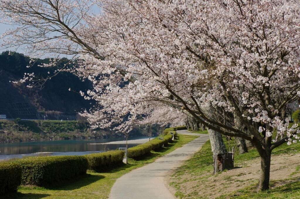 A pathway lined with cherry blossom trees, a body of water, and a distant hill.