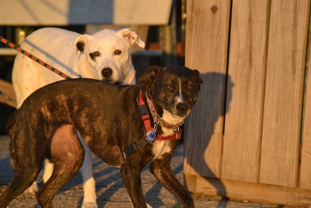Moon Over Maine by null