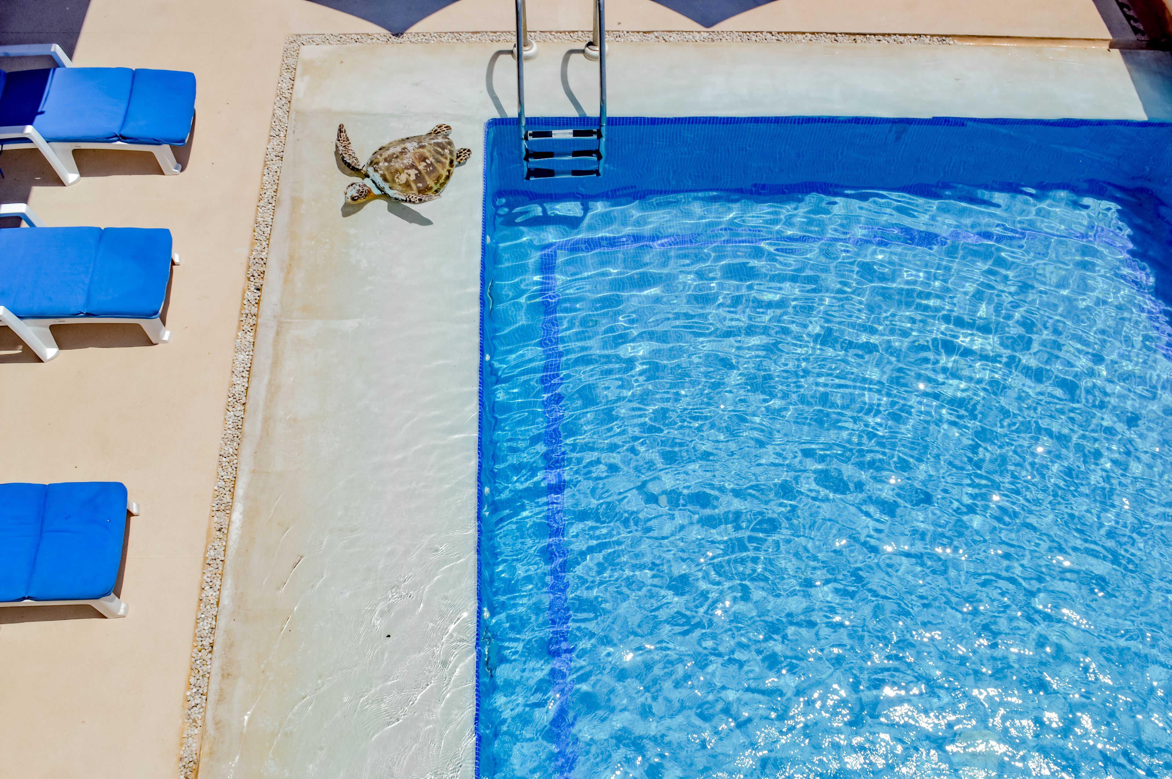 Una piscina con agua azul cristalina, una tortuga en el borde y sillas de descanso azules.