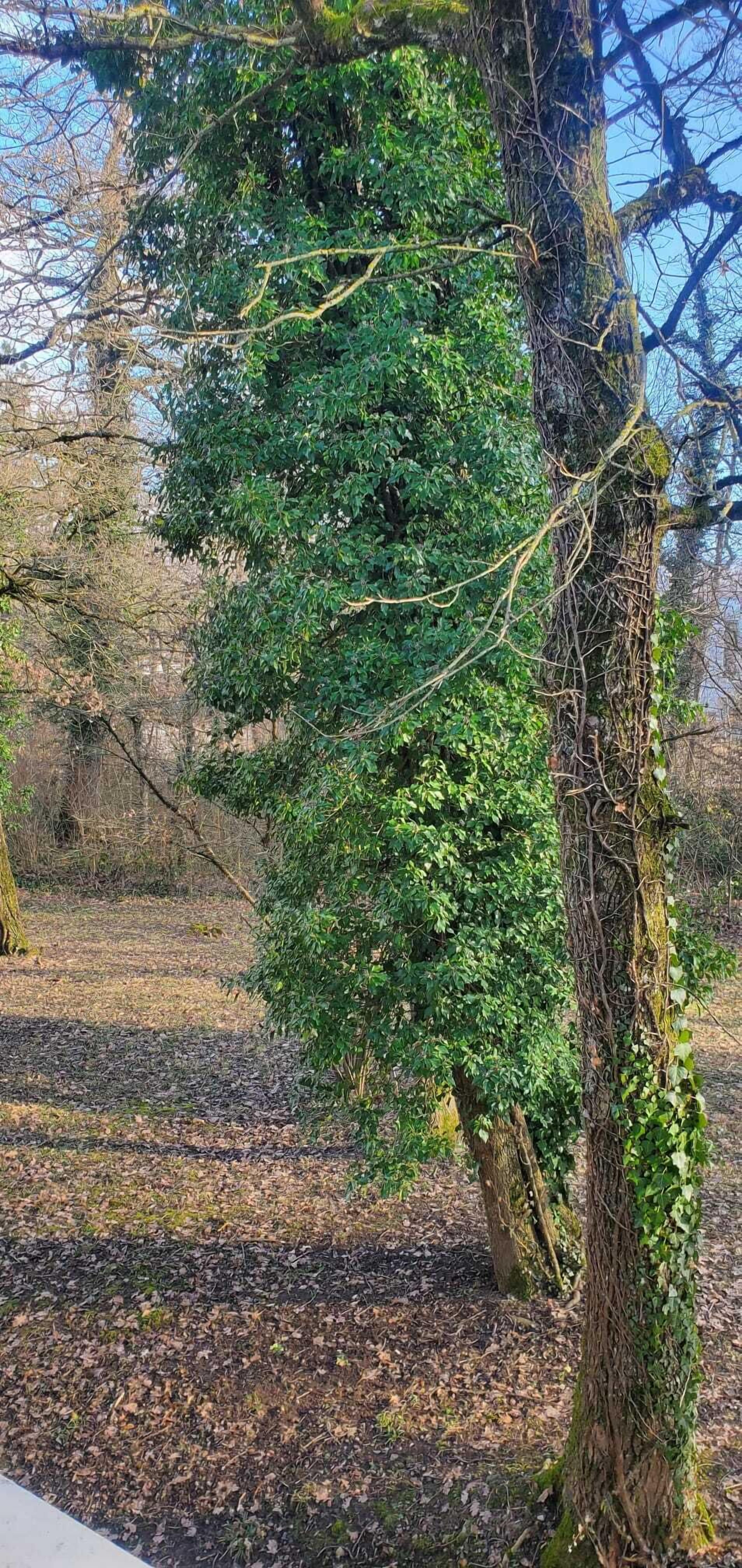 A tree with dense foliage in a park setting.