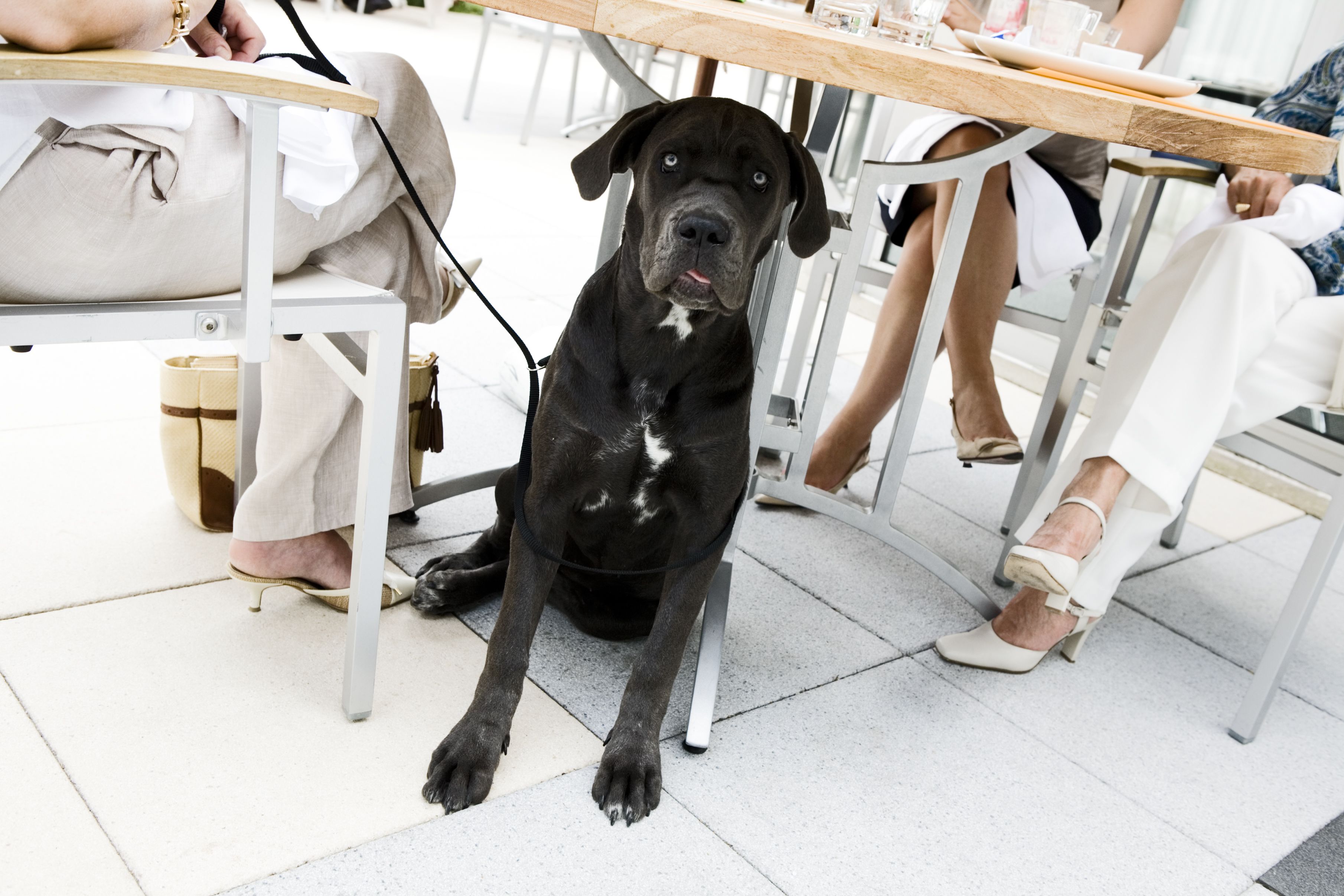 En svart hund sitter under ett bord på en restaurang.