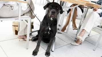 A black dog sitting under a table at a restaurant.