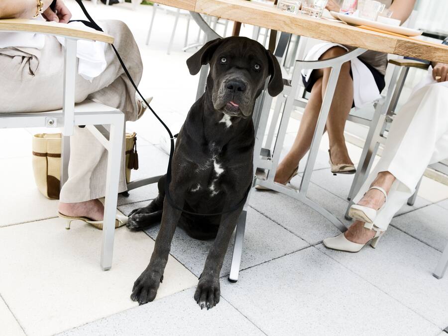 A black dog sitting under a table at a restaurant.