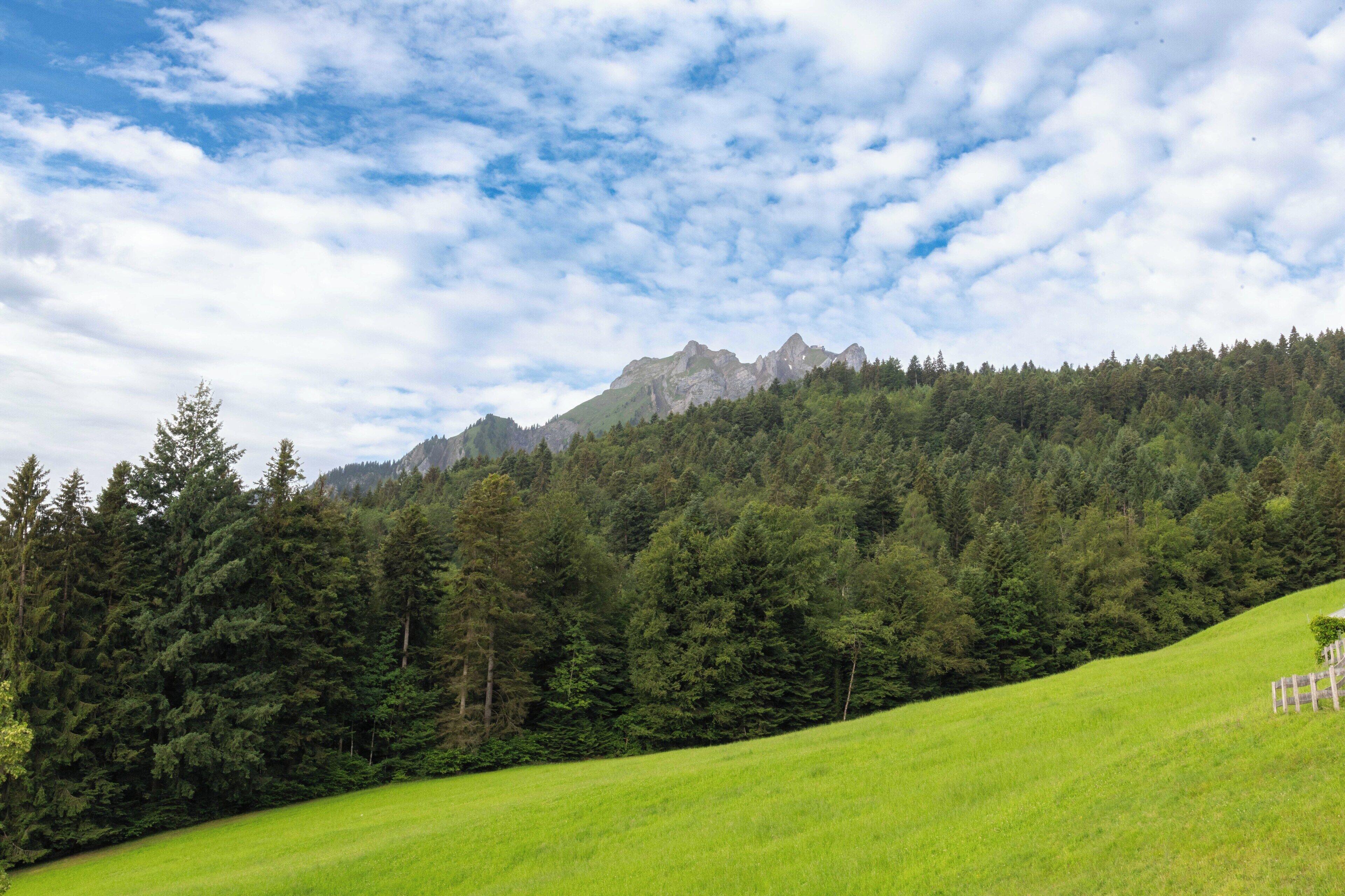 Ein grünes Feld mit einer Bergkette im Hintergrund.