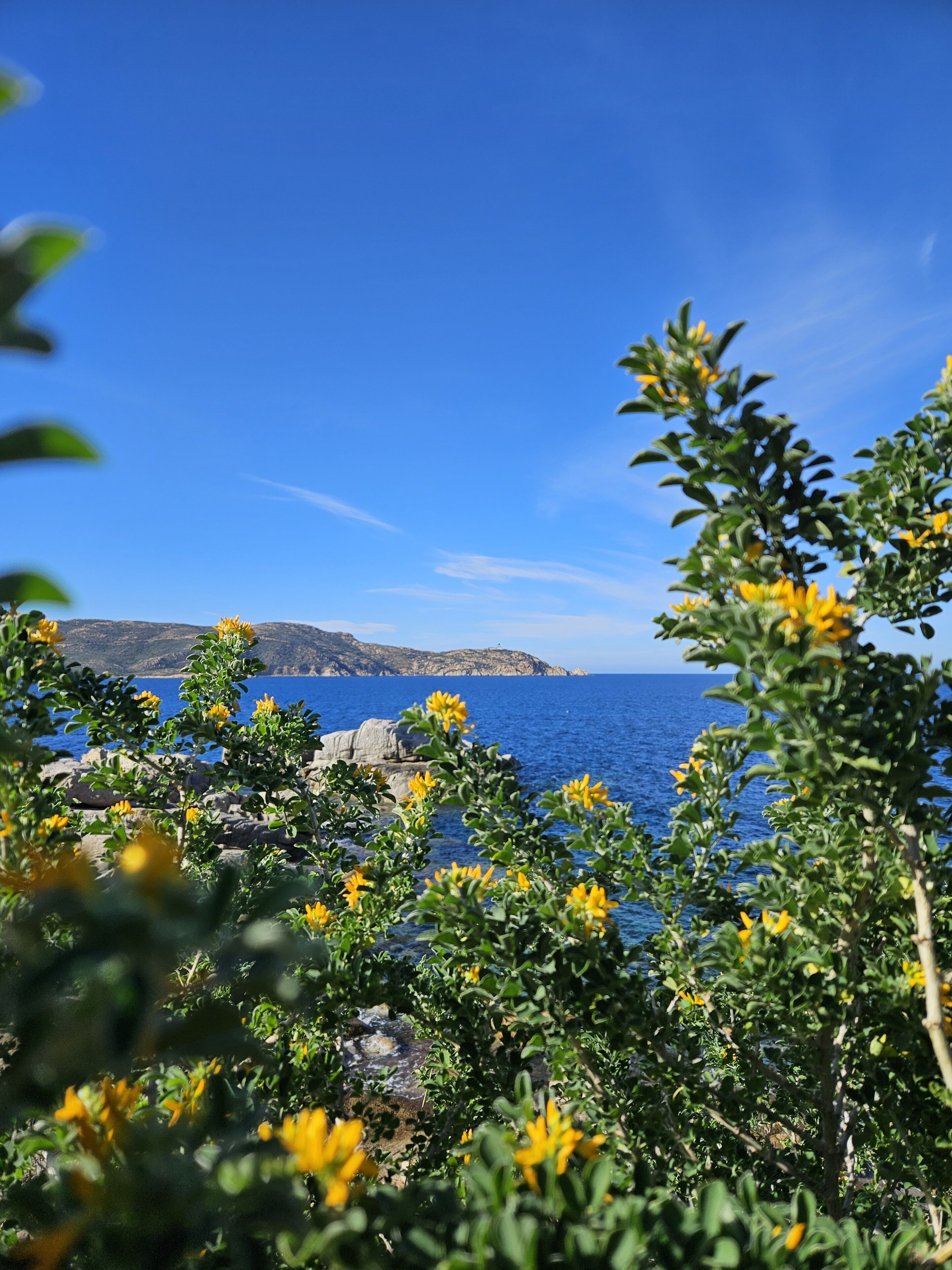 A coastal landscape with rocky terrain and yellow flowers in the foreground, leading to a clear blue sea and distant hills.