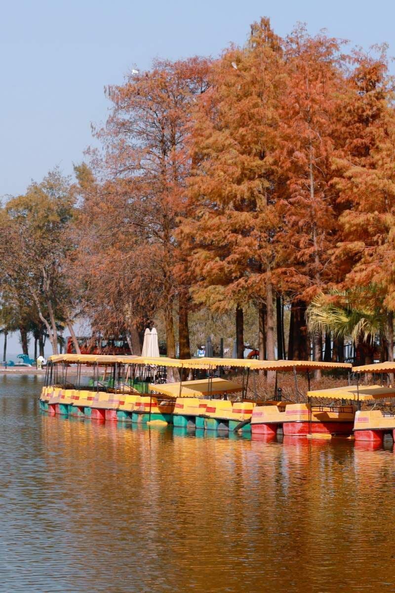 A row of colorful boats docked at a lakeside area with trees in the background.