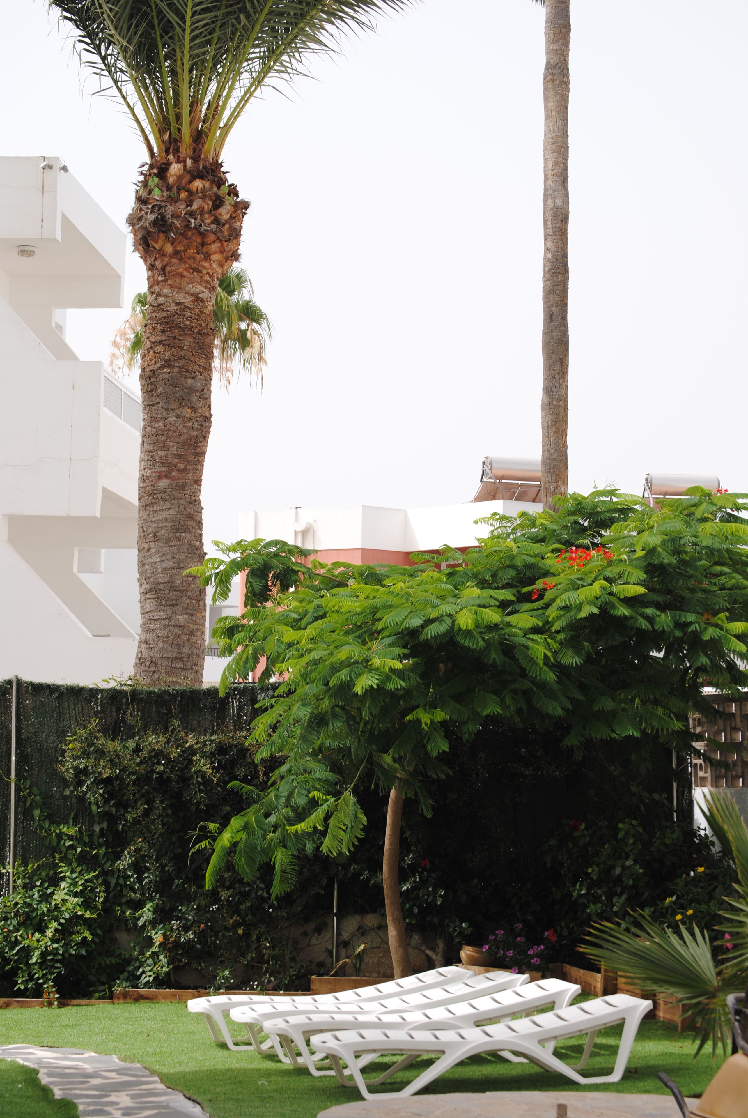 Un jardín con sillones blancos, una palmera y un arbusto grande con flores rojas.