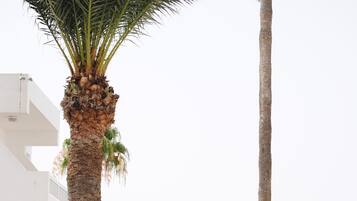 Un jardín con sillones blancos, una palmera y un arbusto grande con flores rojas.