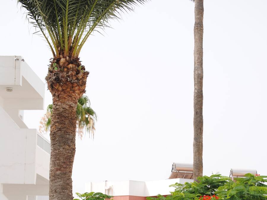 Un jardín con sillones blancos, una palmera y un arbusto grande con flores rojas.