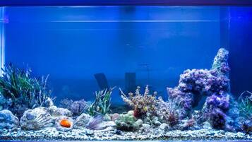 An aquarium with various aquatic plants and rocks.