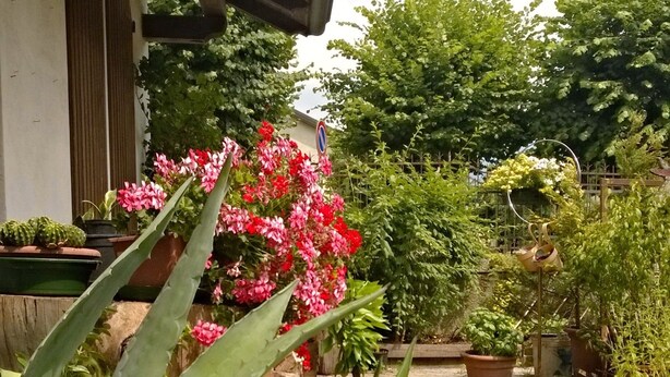 A courtyard with potted plants, a brick pathway, and a building with a tiled roof.