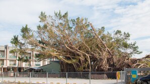 A building with a large tree in front, a fenced area, and a car parked nearby. - Fu Taitung B&B (Taitung)