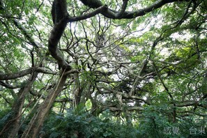 A dense forest with intertwined tree branches and lush green foliage. - Fu Taitung B&B (Taitung)