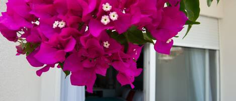 A balcony with two chairs and a table, surrounded by vibrant pink bougainvillea flowers.