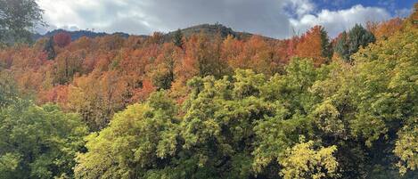 A forested hillside with autumn foliage.