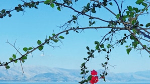 منوع
